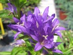Campanula